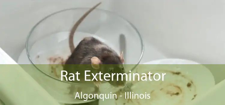 Rat Exterminator Algonquin - Illinois
