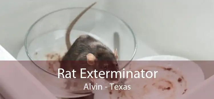 Rat Exterminator Alvin - Texas