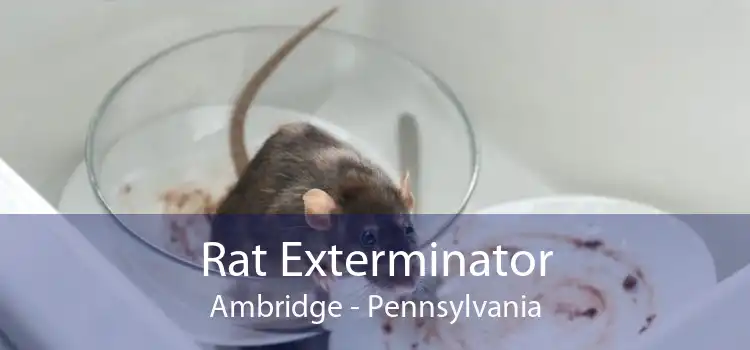 Rat Exterminator Ambridge - Pennsylvania