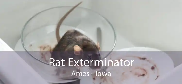 Rat Exterminator Ames - Iowa