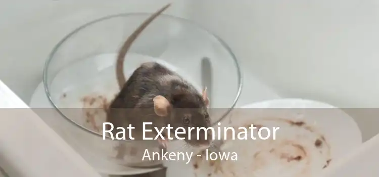 Rat Exterminator Ankeny - Iowa