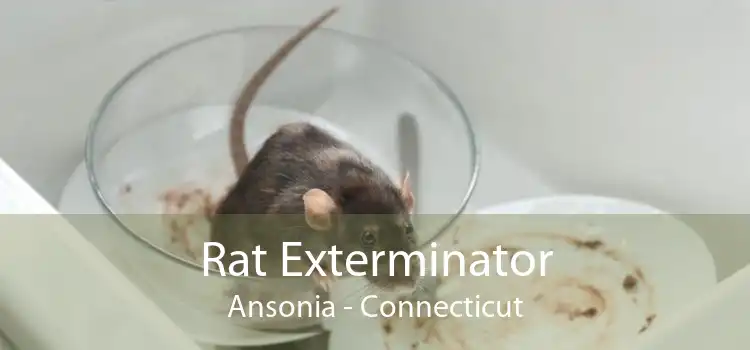 Rat Exterminator Ansonia - Connecticut