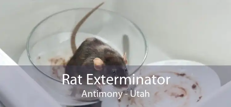 Rat Exterminator Antimony - Utah