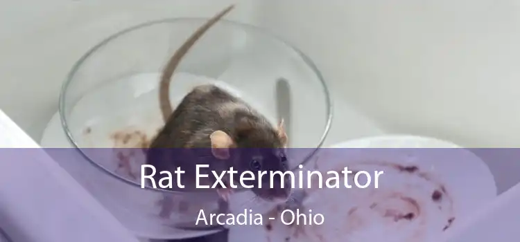 Rat Exterminator Arcadia - Ohio