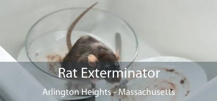 Rat Exterminator Arlington Heights - Massachusetts