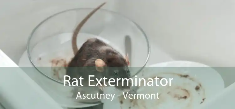 Rat Exterminator Ascutney - Vermont