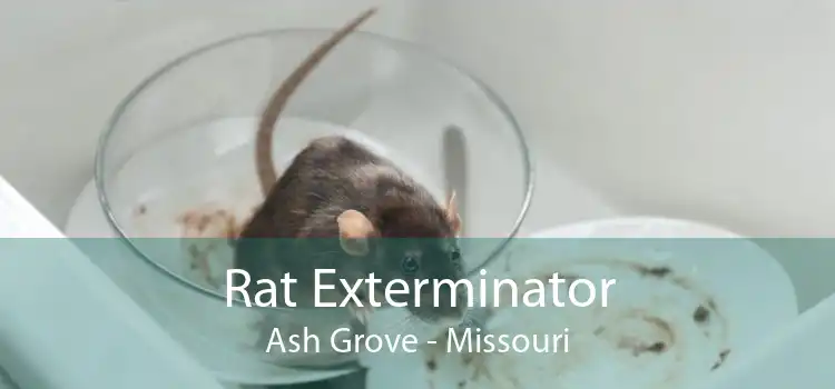 Rat Exterminator Ash Grove - Missouri
