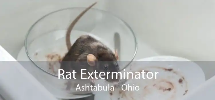 Rat Exterminator Ashtabula - Ohio