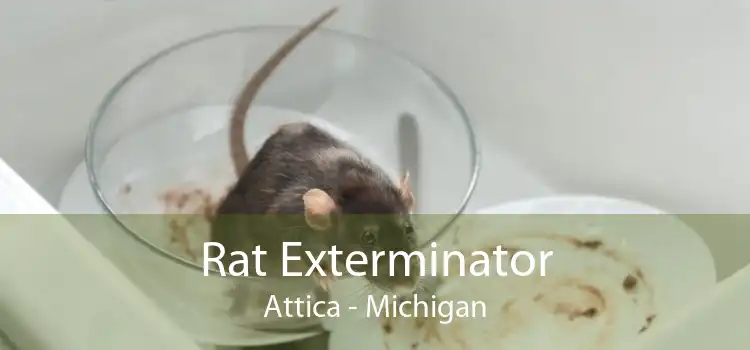 Rat Exterminator Attica - Michigan