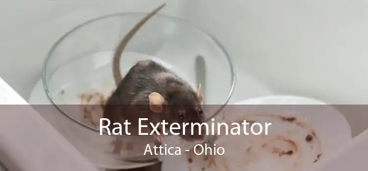 Rat Exterminator Attica - Ohio