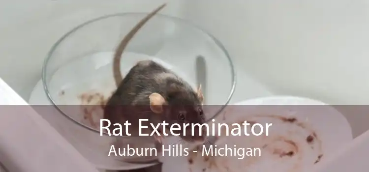 Rat Exterminator Auburn Hills - Michigan