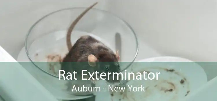 Rat Exterminator Auburn - New York