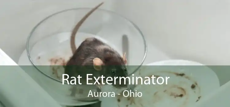 Rat Exterminator Aurora - Ohio