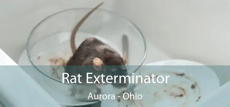 Rat Exterminator Aurora - Ohio