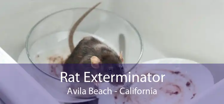 Rat Exterminator Avila Beach - California