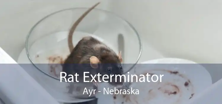 Rat Exterminator Ayr - Nebraska