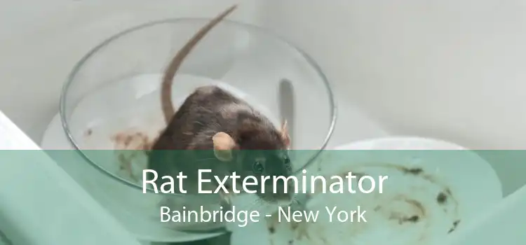 Rat Exterminator Bainbridge - New York