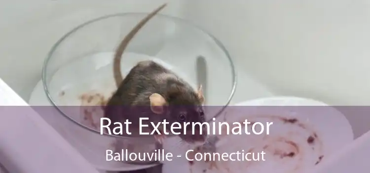 Rat Exterminator Ballouville - Connecticut