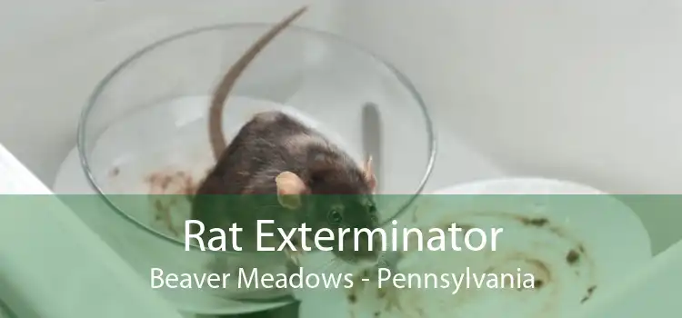 Rat Exterminator Beaver Meadows - Pennsylvania