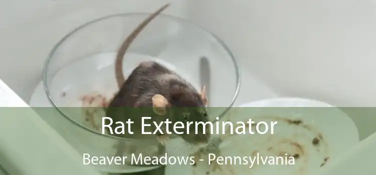 Rat Exterminator Beaver Meadows - Pennsylvania