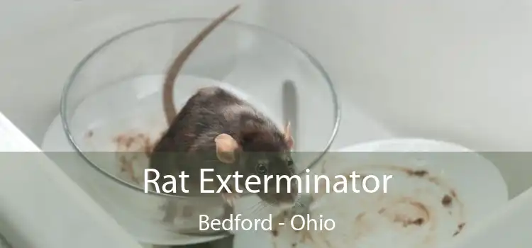 Rat Exterminator Bedford - Ohio