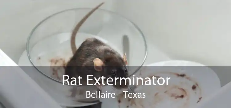 Rat Exterminator Bellaire - Texas
