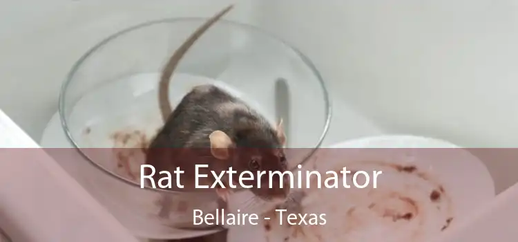 Rat Exterminator Bellaire - Texas