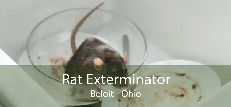 Rat Exterminator Beloit - Ohio