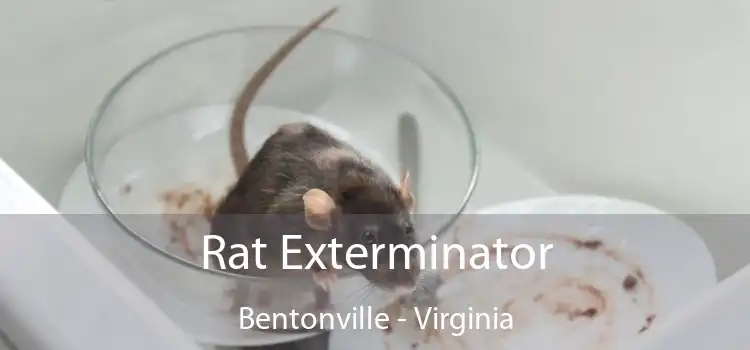 Rat Exterminator Bentonville - Virginia