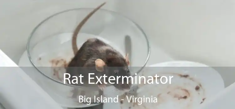 Rat Exterminator Big Island - Virginia