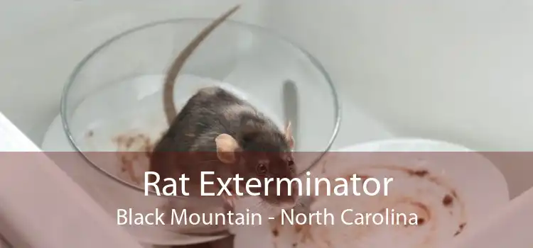 Rat Exterminator Black Mountain - North Carolina
