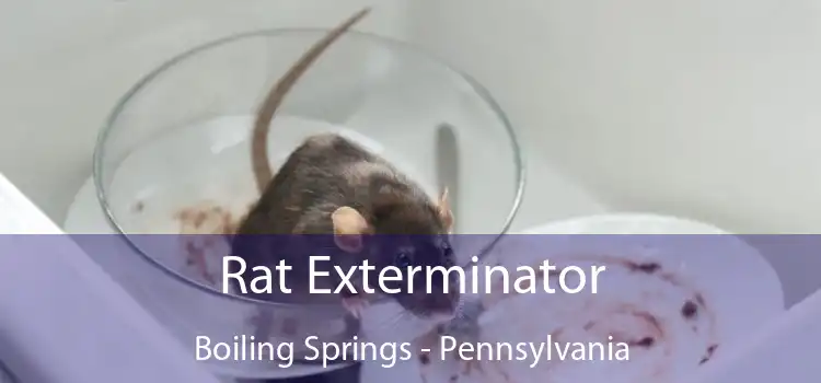 Rat Exterminator Boiling Springs - Pennsylvania