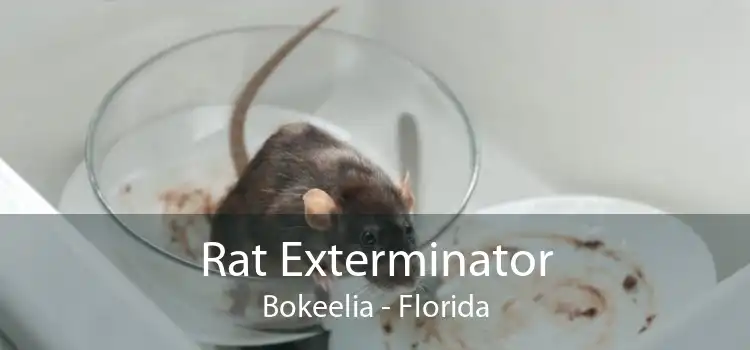 Rat Exterminator Bokeelia - Florida