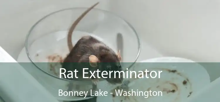 Rat Exterminator Bonney Lake - Washington