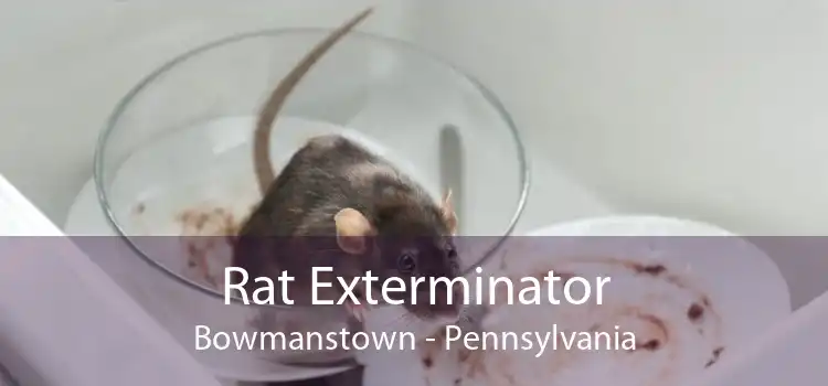 Rat Exterminator Bowmanstown - Pennsylvania
