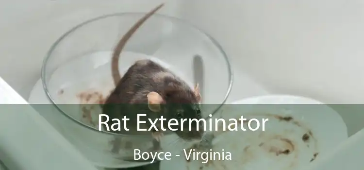 Rat Exterminator Boyce - Virginia