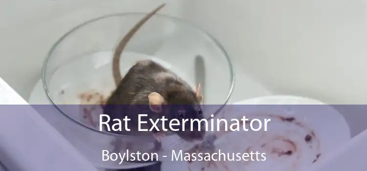 Rat Exterminator Boylston - Massachusetts