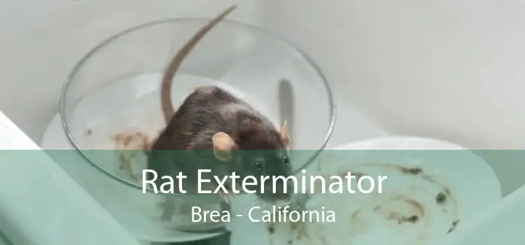 Rat Exterminator Brea - California