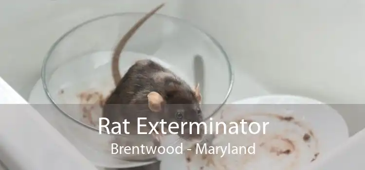 Rat Exterminator Brentwood - Maryland
