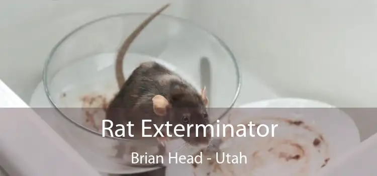 Rat Exterminator Brian Head - Utah