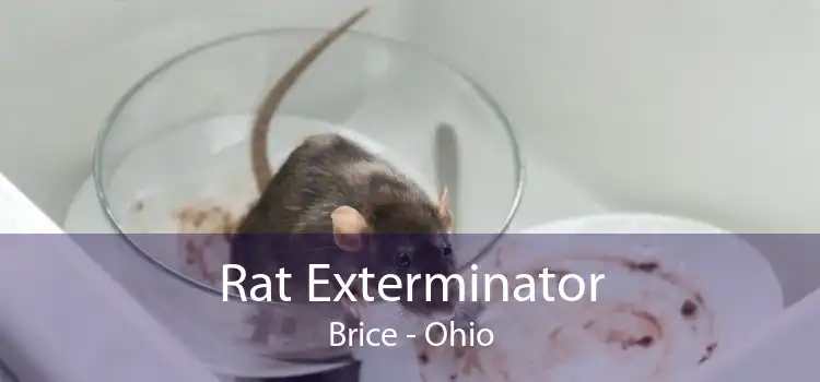 Rat Exterminator Brice - Ohio