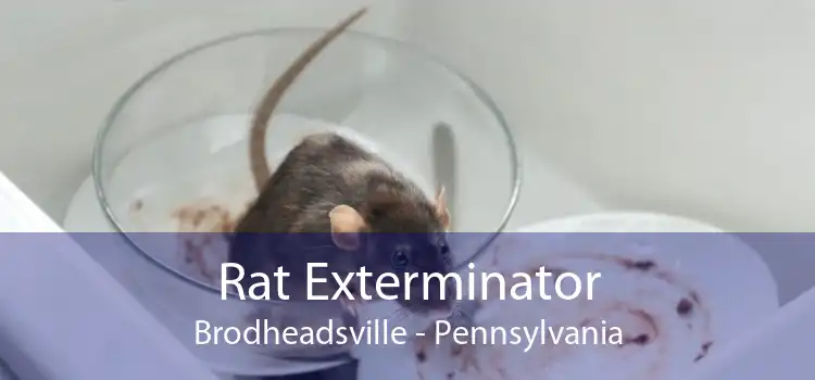 Rat Exterminator Brodheadsville - Pennsylvania