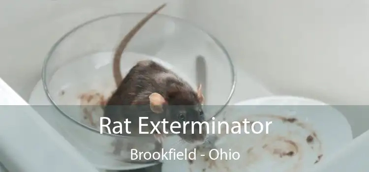 Rat Exterminator Brookfield - Ohio