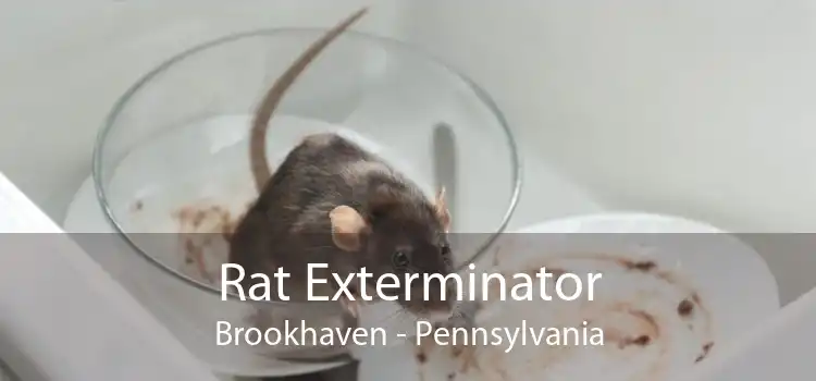 Rat Exterminator Brookhaven - Pennsylvania