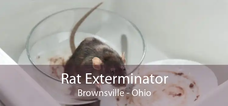 Rat Exterminator Brownsville - Ohio