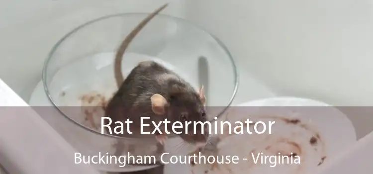 Rat Exterminator Buckingham Courthouse - Virginia