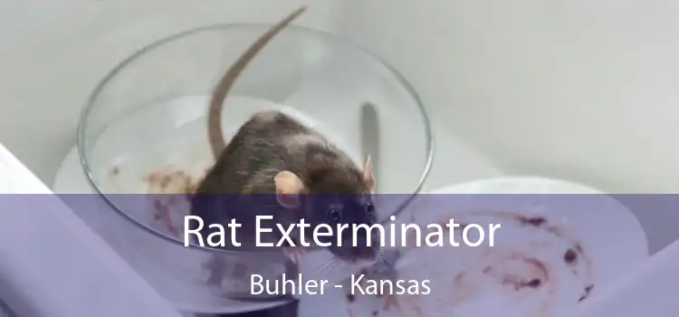 Rat Exterminator Buhler - Kansas