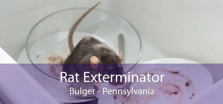 Rat Exterminator Bulger - Pennsylvania