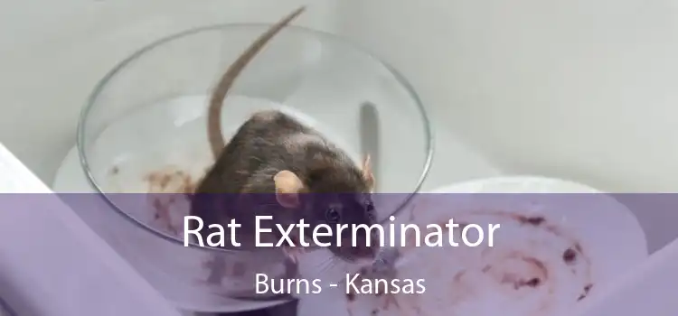 Rat Exterminator Burns - Kansas