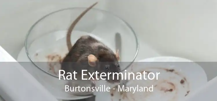 Rat Exterminator Burtonsville - Maryland